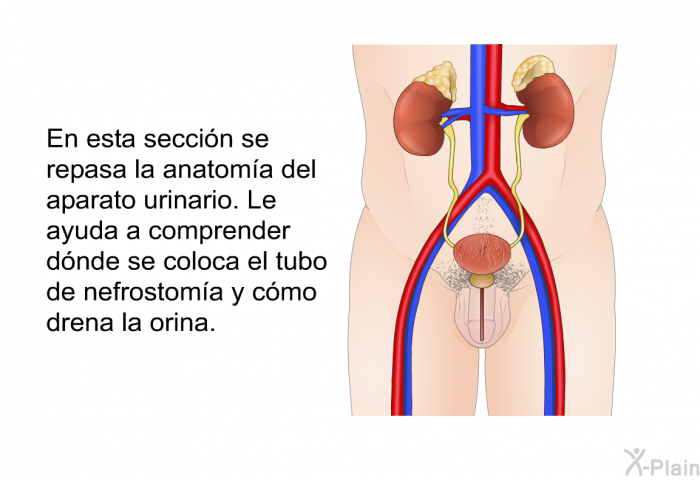 En esta seccin se repasa la anatoma del aparato urinario. Le ayuda a comprender dnde se coloca el tubo de nefrostoma y cmo drena la orina.