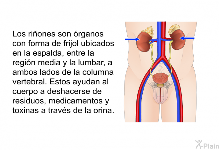 Los riones son rganos con forma de frijol ubicados en la espalda, entre la regin media y la lumbar, a ambos lados de la columna vertebral. Estos ayudan al cuerpo a deshacerse de residuos, medicamentos y toxinas a travs de la orina.