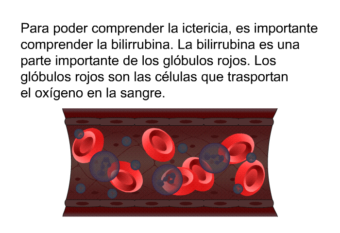 Para poder comprender la ictericia, es importante comprender la bilirrubina. La bilirrubina es una parte importante de los glbulos rojos. Los glbulos rojos son las clulas que trasportan el oxgeno en la sangre.