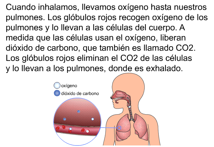 Cuando inhalamos, llevamos oxgeno hasta nuestros pulmones. Los glbulos rojos recogen oxgeno de los pulmones y lo llevan a las clulas del cuerpo. A medida que las clulas usan el oxgeno, liberan dixido de carbono, que tambin es llamado CO<SUB>2</SUB>. Los glbulos rojos eliminan el CO<SUB>2</SUB> de las clulas y lo llevan a los pulmones, donde es exhalado.