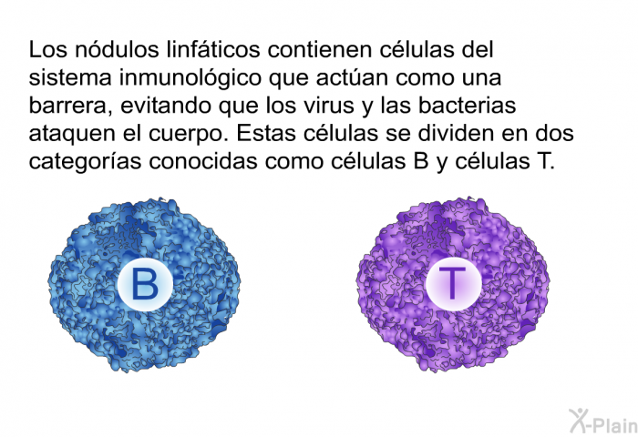 Los ndulos linfticos contienen clulas del sistema inmunolgico que actan como una barrera, evitando que los virus y las bacterias ataquen el cuerpo. Estas clulas se dividen en dos categoras conocidas como clulas B y clulas T.