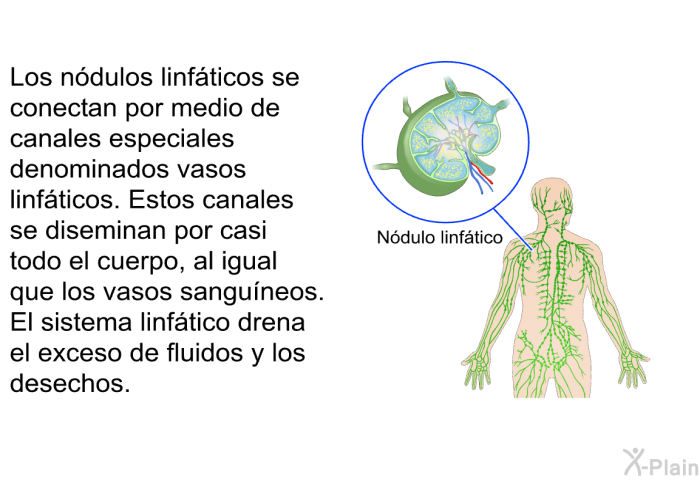 Los n�dulos linf�ticos se conectan por medio de canales especiales denominados vasos linf�ticos. Estos canales se diseminan por casi todo el cuerpo, al igual que los vasos sangu�neos. El sistema linf�tico drena el exceso de fluidos y los desechos.