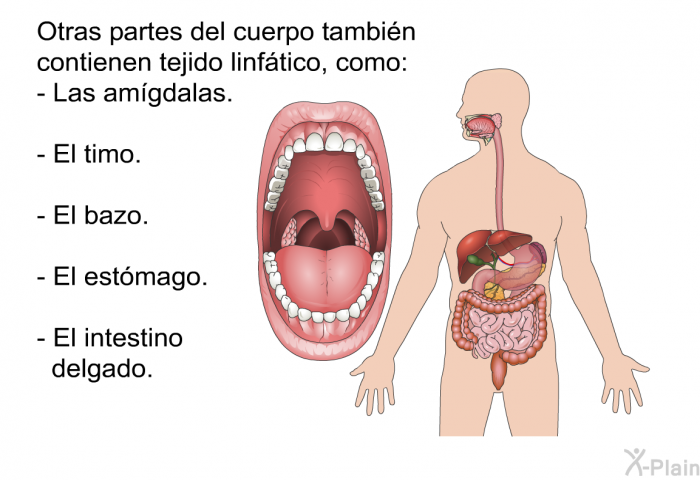 Otras partes del cuerpo tambin contienen tejido linftico, como:  Las amgdalas. El timo. El bazo. El estmago. El intestino delgado.