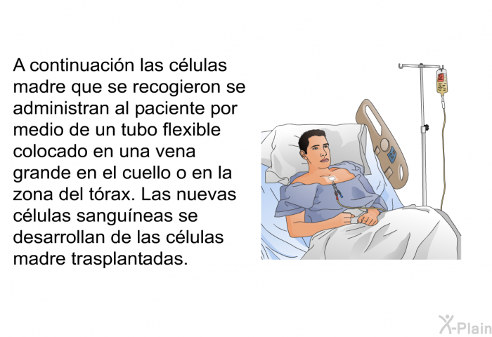 A continuaci�n las c�lulas madre que se recogieron se administran al paciente por medio de un tubo flexible colocado en una vena grande en el cuello o en la zona del t�rax. Las nuevas c�lulas sangu�neas se desarrollan de las c�lulas madre trasplantadas.