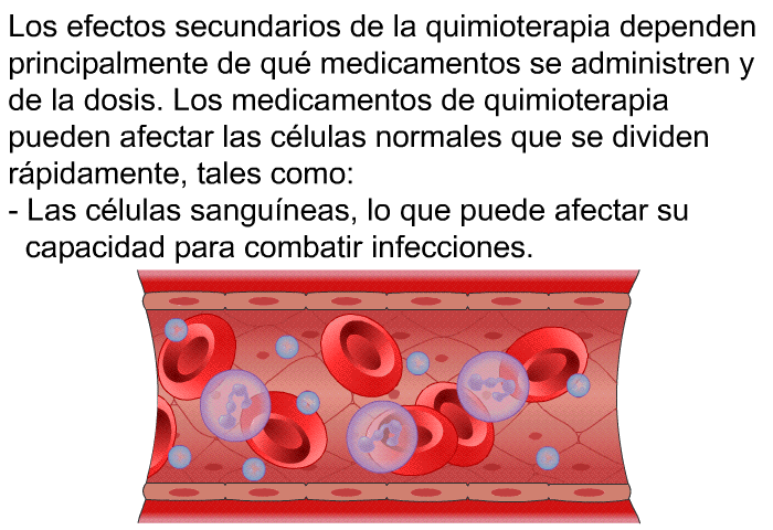 Los efectos secundarios de la quimioterapia dependen principalmente de qu medicamentos se administren y de la dosis. Los medicamentos de quimioterapia pueden afectar las clulas normales que se dividen rpidamente, tales como:  Las clulas sanguneas, lo que puede afectar su capacidad para combatir infecciones.