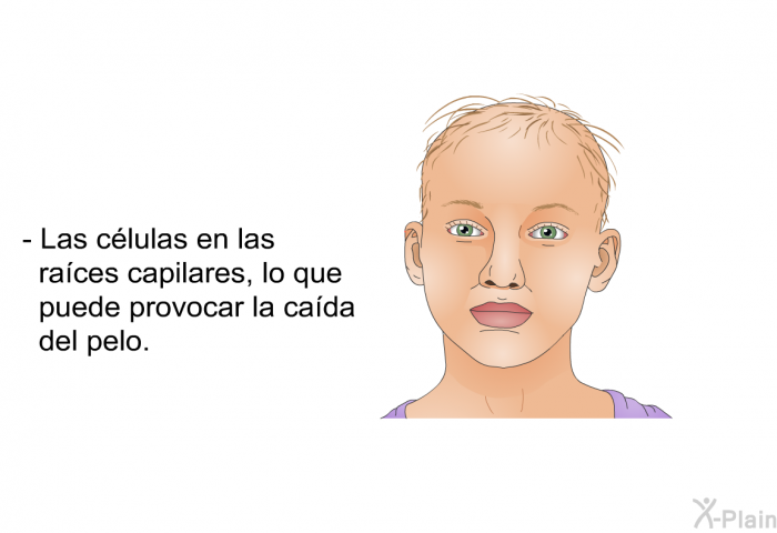 Las clulas en las races capilares, lo que puede provocar la cada del pelo.
