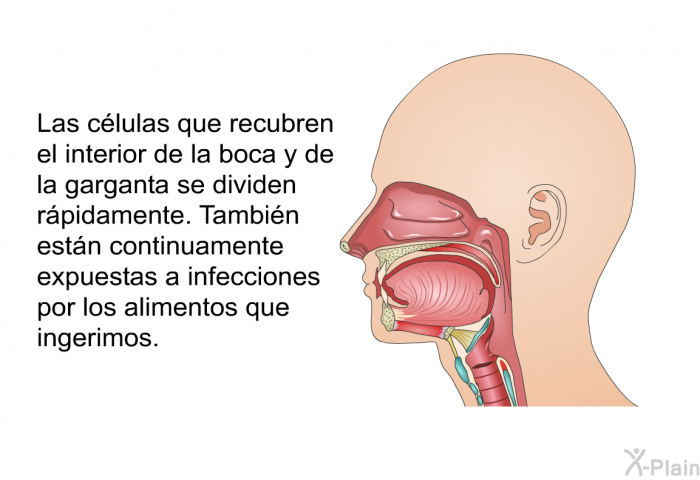 Las clulas que recubren el interior de la boca y de la garganta se dividen rpidamente. Tambin estn continuamente expuestas a infecciones por los alimentos que ingerimos.