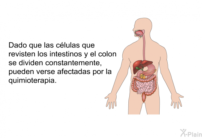 Dado que las clulas que revisten los intestinos y el colon se dividen constantemente, pueden verse afectadas por la quimioterapia.