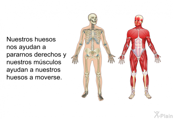 Nuestros huesos nos ayudan a pararnos derechos y nuestros msculos ayudan a nuestros huesos a moverse.