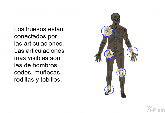 Los huesos estn conectados por las articulaciones. Las articulaciones ms visibles son las de hombros, codos, muecas, rodillas y tobillos.