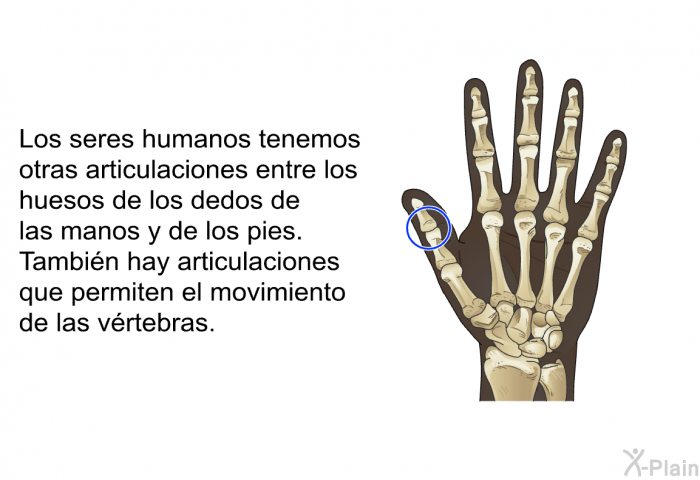 Los seres humanos tenemos otras articulaciones entre los huesos de los dedos de las manos y de los pies. Tambin hay articulaciones que permiten el movimiento de las vrtebras.