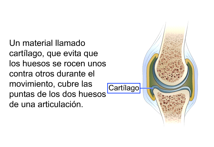 Un material llamado cartlago, que evita que los huesos se rocen unos contra otros durante el movimiento, cubre las puntas de los dos huesos de una articulacin.