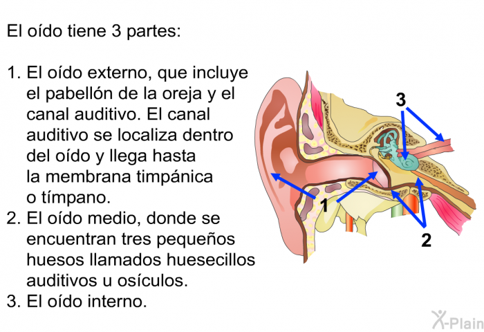 El odo tiene 3 partes:  El odo externo, que incluye el pabelln de la oreja y el canal auditivo. El canal auditivo se localiza dentro del odo y llega hasta la membrana timpnica o tmpano. El odo medio, donde se encuentran tres pequeos huesos llamados huesecillos auditivos u osculos. El odo interno.
