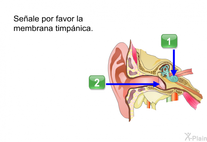 Seale por favor la membrana timpnica.