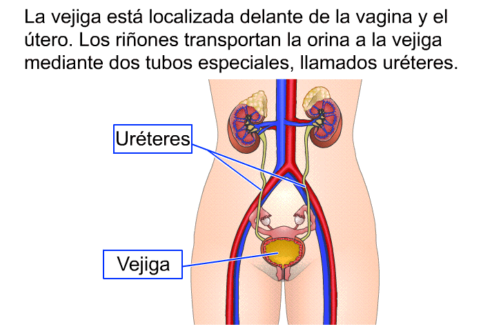 La vejiga est localizada delante de la vagina y el tero. Los riones transportan la orina a la vejiga mediante dos tubos especiales, llamados urteres.