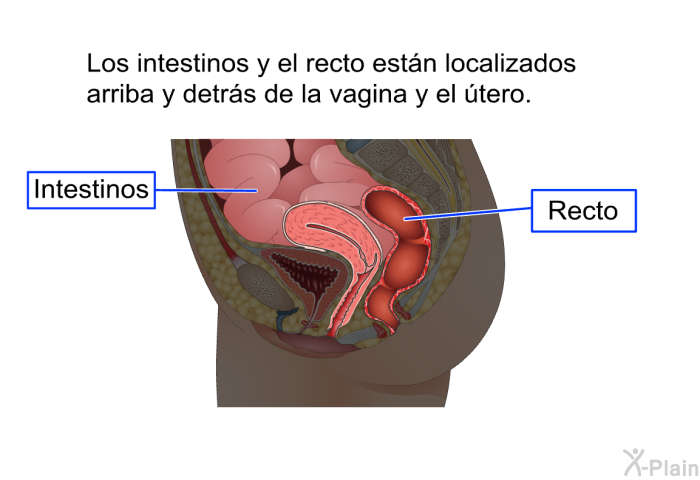 Los intestinos y el recto estn localizados arriba y detrs de la vagina y el tero.