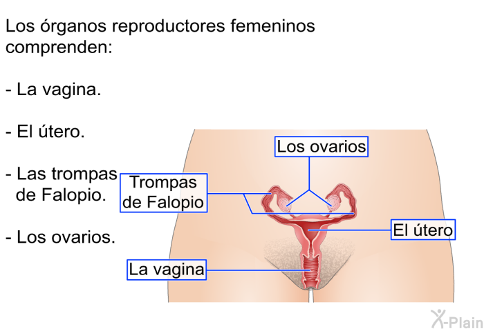 Los rganos reproductores femeninos comprenden:  La vagina. El tero. Las trompas de Falopio. Los ovarios.