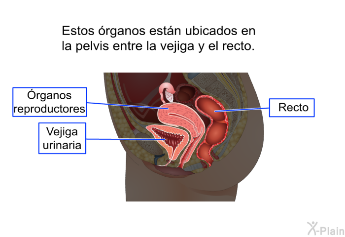 Estos rganos estn ubicados en la pelvis entre la vejiga y el recto.