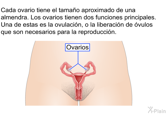 Cada ovario tiene el tamao aproximado de una almendra. Los ovarios tienen dos funciones principales. Una de estas es la ovulacin, o la liberacin de vulos que son necesarios para la reproduccin.
