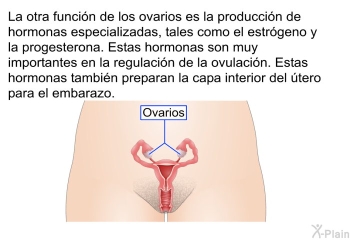 La otra funcin de los ovarios es la produccin de hormonas especializadas, tales como el estrgeno y la progesterona. Estas hormonas son muy importantes en la regulacin de la ovulacin. Estas hormonas tambin preparan la capa interior del tero para el embarazo.