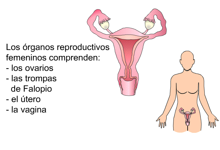 Los rganos reproductivos femeninos comprenden:  los ovarios las trompas de Falopio el tero la vagina