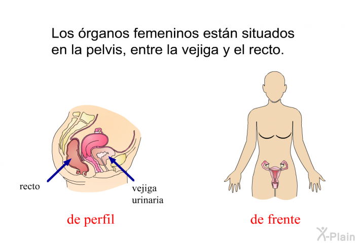 Los rganos femeninos estn situados en la pelvis, entre la vejiga y el recto.