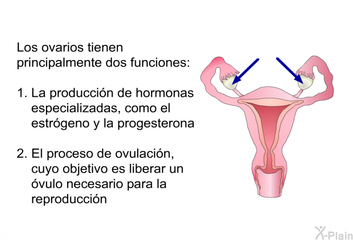 Los ovarios tienen principalmente dos funciones:  la produccin de hormonas especializadas, como el estrgeno y la progesterona el proceso de ovulacin, cuyo objetivo es liberar un vulo necesario para la reproduccin