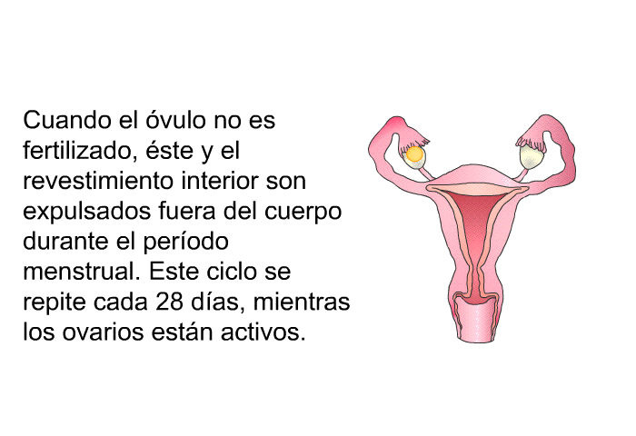 Cuando el vulo no es fertilizado, ste y el revestimiento interior son expulsados fuera del cuerpo durante el perodo menstrual. Este ciclo se repite cada 28 das, mientras los ovarios estn activos. 