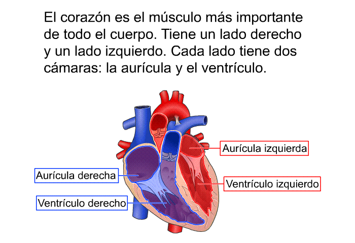 El corazn es el msculo ms importante de todo el cuerpo. Tiene un lado derecho y un lado izquierdo. Cada lado tiene dos cmaras: la aurcula y el ventrculo.
