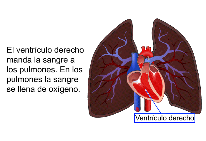 El ventrculo derecho manda la sangre a los pulmones. En los pulmones la sangre se llena de oxgeno.
