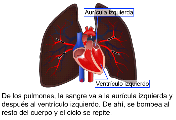De los pulmones, la sangre va a la aurcula izquierda y despus al ventrculo izquierdo. De ah, se bombea al resto del cuerpo y el ciclo se repite.