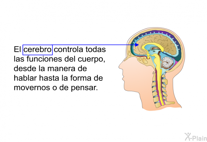 El cerebro controla todas las funciones del cuerpo, desde la manera de hablar hasta la forma de movernos o de pensar.