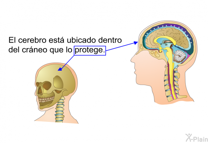 El cerebro est ubicado dentro del crneo que lo protege.