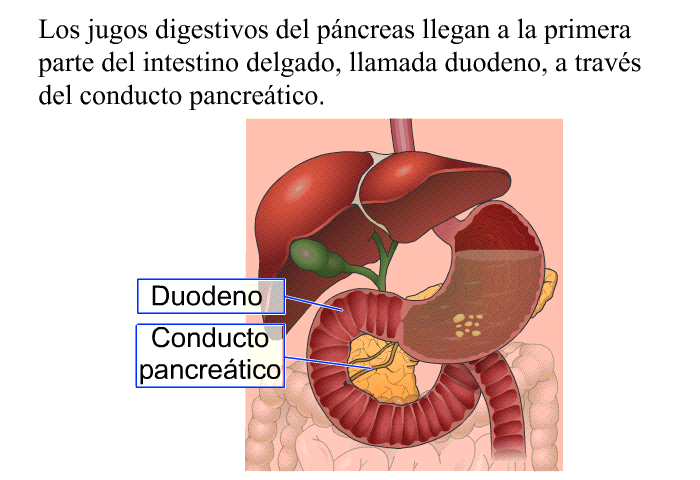 Los jugos digestivos del pncreas llegan a la primera parte del intestino delgado, llamada duodeno, a travs del conducto pancretico.
