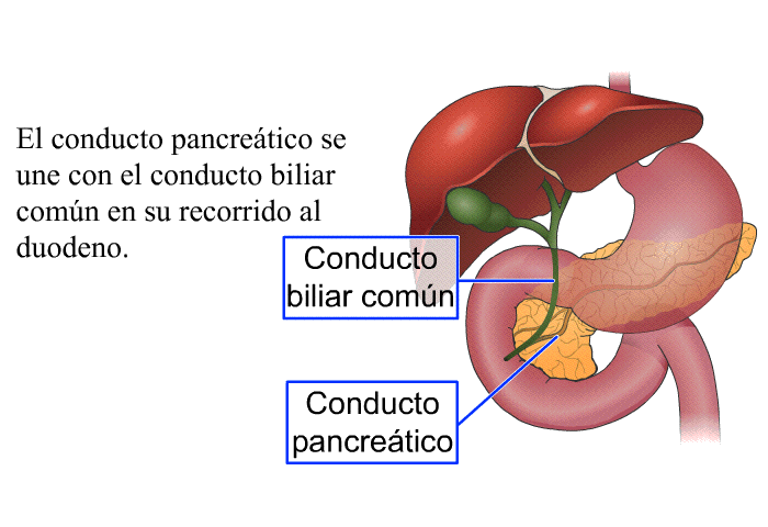 El conducto pancretico se une con el conducto biliar comn en su recorrido al duodeno.