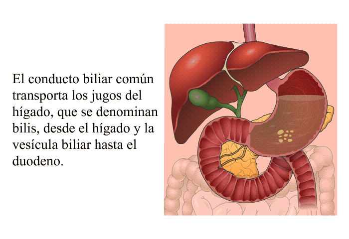 El conducto biliar comn transporta los jugos del hgado, que se denominan bilis, desde el hgado y la vescula biliar hasta el duodeno.