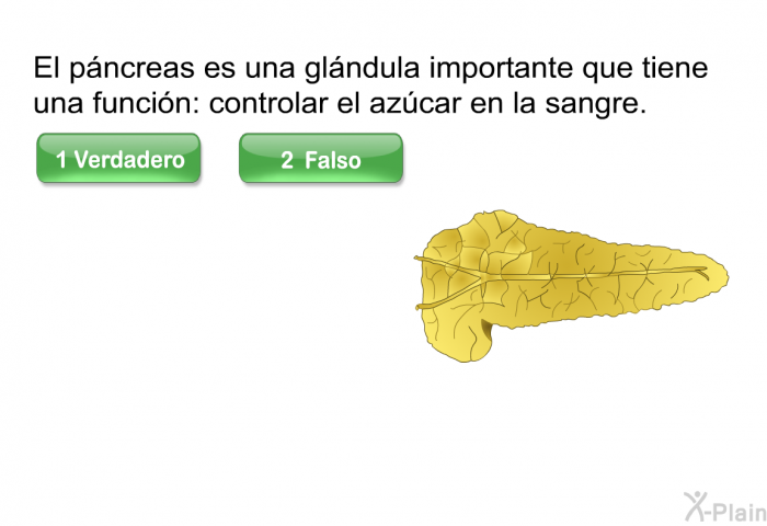 El pncreas es una glndula importante que tiene una funcin: controlar el azcar en la sangre.