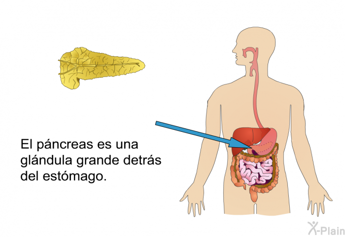 El pncreas es una glndula grande detrs del estmago.