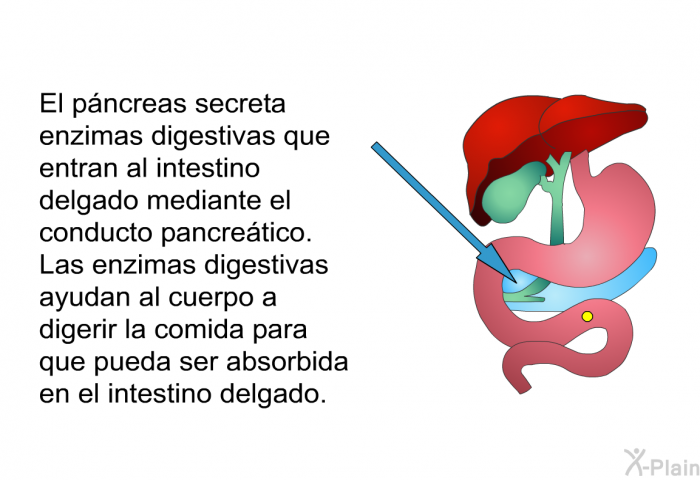 El pncreas secreta enzimas digestivas que entran al intestino delgado mediante el conducto pancretico. Las enzimas digestivas ayudan al cuerpo a digerir la comida para que pueda ser absorbida en el intestino delgado.