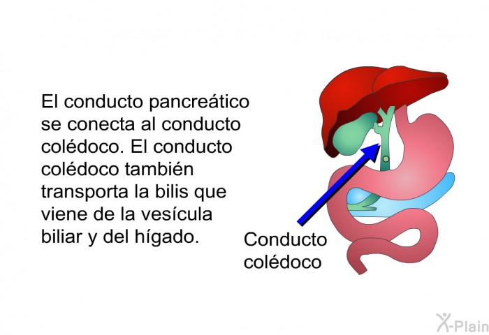 El conducto pancretico se conecta al conducto coldoco. El conducto coldoco tambin transporta la bilis que viene de la vescula biliar y del hgado.