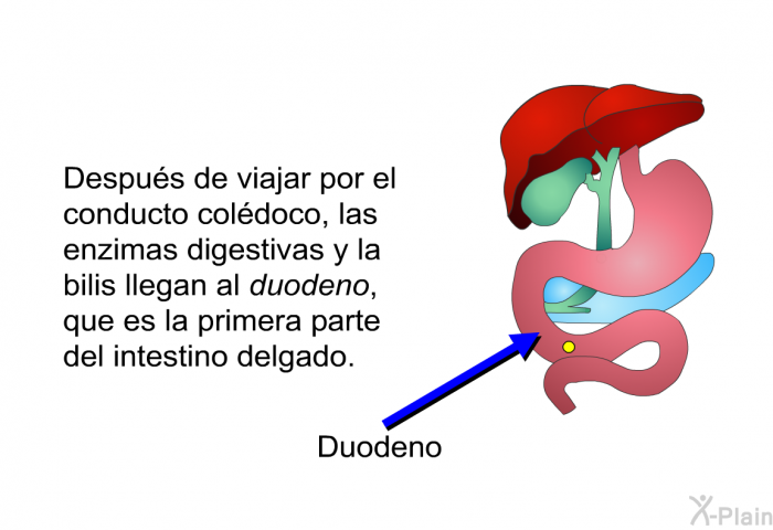 Despus de viajar por el conducto coldoco, las enzimas digestivas y la bilis llegan al <I>duodeno</I>, que es la primera parte del intestino delgado.