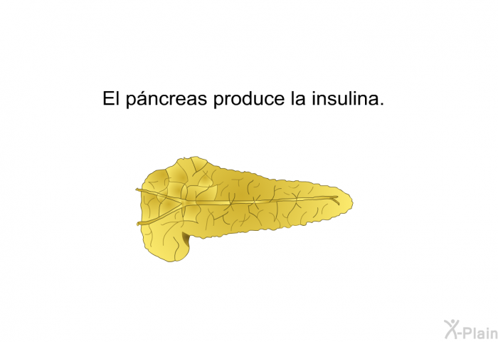 El pncreas produce la insulina.