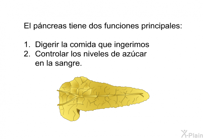 El pncreas tiene dos funciones principales: 1. digerir la comida que ingerimos 2. controlar los niveles de azcar en la sangre.