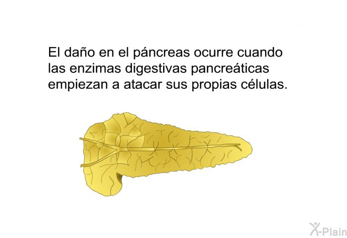 El dao en el pncreas ocurre cuando las enzimas digestivas pancreticas empiezan a atacar sus propias clulas.