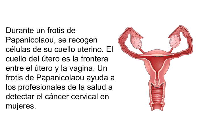 Durante un frotis de Papanicolaou, se recogen clulas de su cuello uterino. El cuello del tero es la frontera entre el tero y la vagina. Un frotis de Papanicolaou ayuda a los profesionales de la salud a detectar el cncer cervical en mujeres.