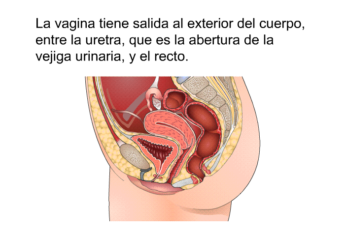 La vagina tiene salida al exterior del cuerpo, entre la uretra, que es la abertura de la vejiga urinaria, y el recto.