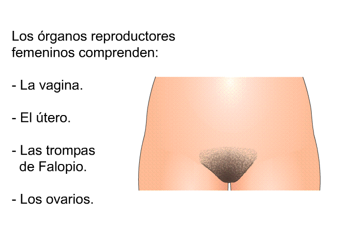 Los rganos reproductores femeninos comprenden:  La vagina. El tero. Las trompas de Falopio. Los ovarios.