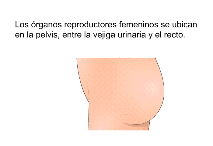 Los rganos reproductores femeninos se ubican en la pelvis, entre la vejiga urinaria y el recto.