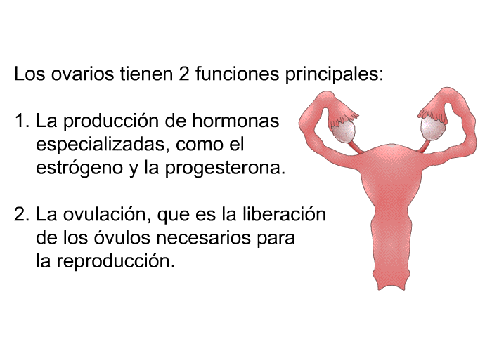 Los ovarios tienen 2 funciones principales:  La produccin de hormonas especializadas, como el estrgeno y la progesterona. La ovulacin, que es la liberacin de los vulos necesarios para la reproduccin.