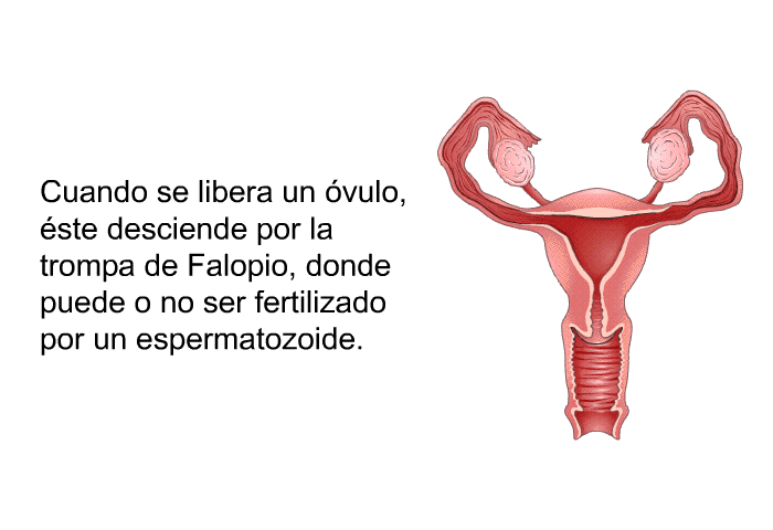Cuando se libera un vulo, ste desciende por la trompa de Falopio, donde puede o no ser fertilizado por un espermatozoide.